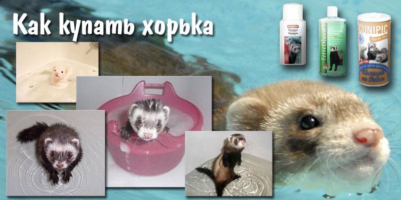 Купание и уход за вашим хорьком - рассказы 2023