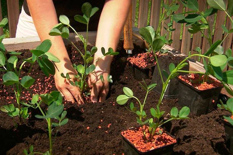 Как сажать арахис в средней полосе на огороде: как правильно посадить и как ухаживать за орехом