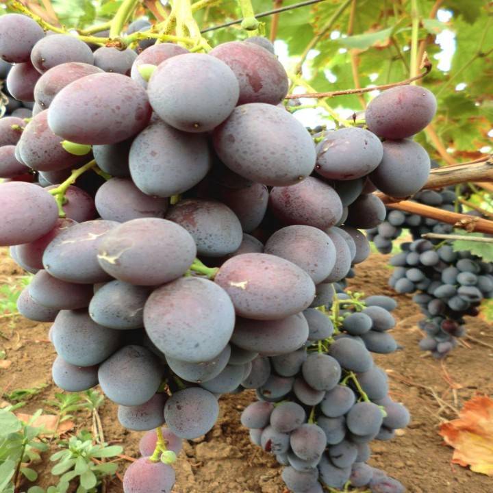 Виноград атаман павлюк: описание сорта, фото, отзывы, характеристики, технология выращивания