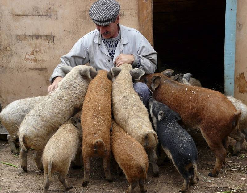 Порода свиней венгерская мангалица: описание, содержание, разведение