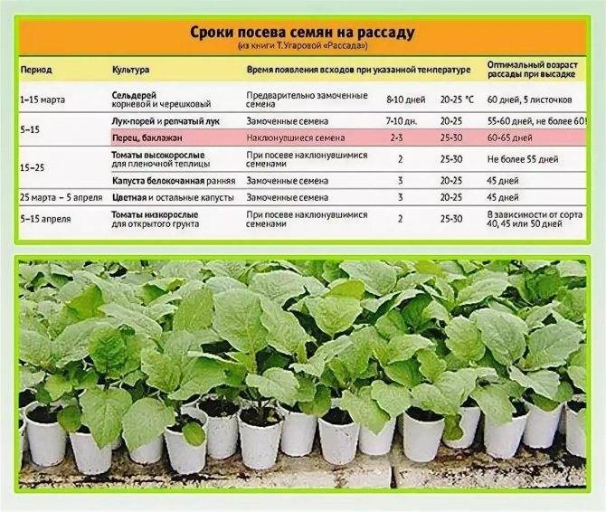 Когда сажать баклажаны на рассаду в 2022 году: сроки посева в благоприятные дни