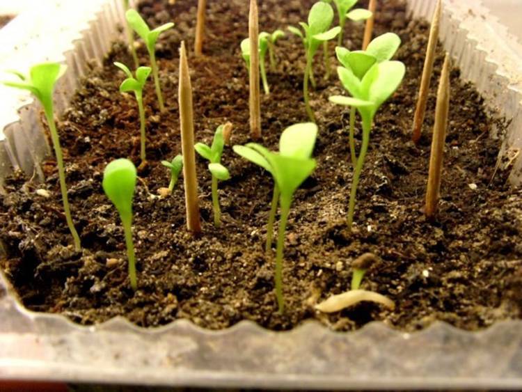 Астра: выращивание из семян в домашних условиях, как и когда сеять (фото, видео)