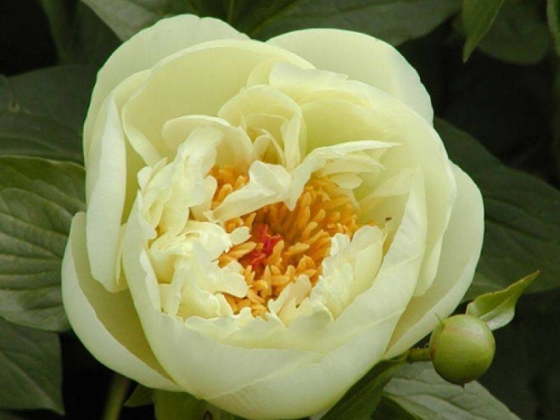 Пион лемон шиффон (paeonia lemon chiffon) – как вырастить цветок