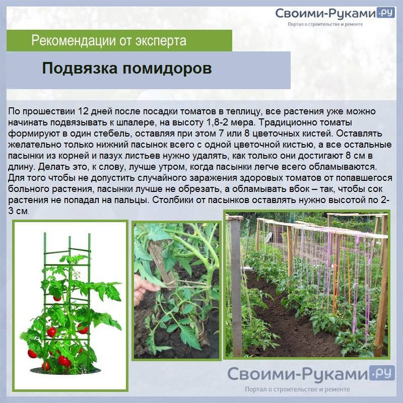 Как подвязывать помидоры в открытом грунте: зачем нужна процедура, материалы, различные способы