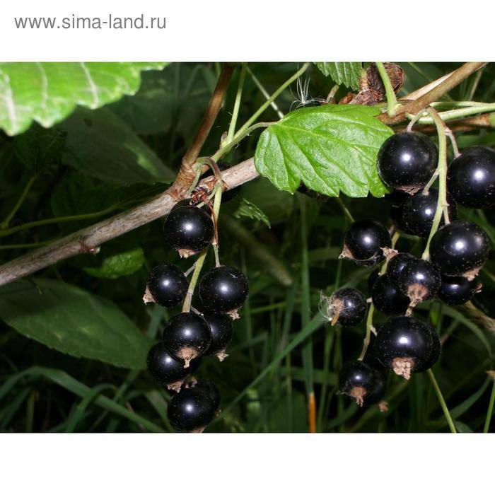 Смородина дачница: описание сорта черной смородины, выращивание - посадка и уход