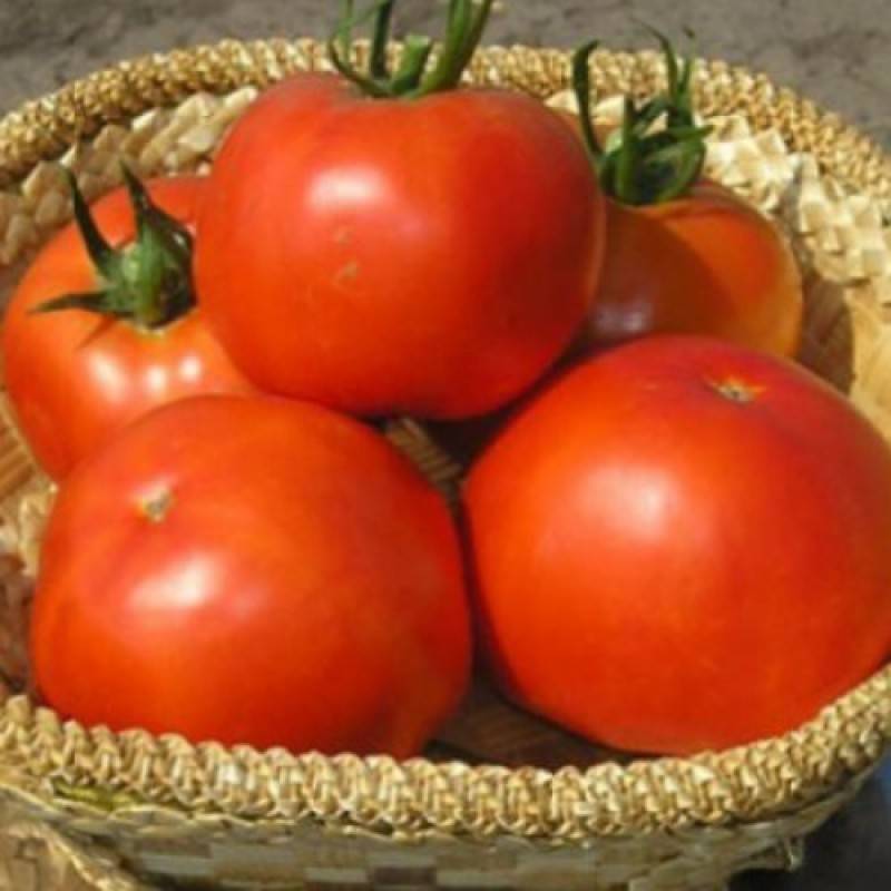 Выносливый, красивый, урожайный сорт для ваших грядок — томат «багира f1»
