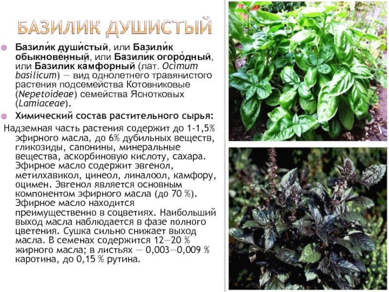 Базилик