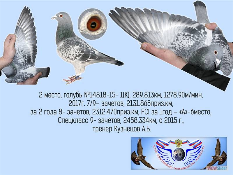 Правильное содержание спортивных голубей