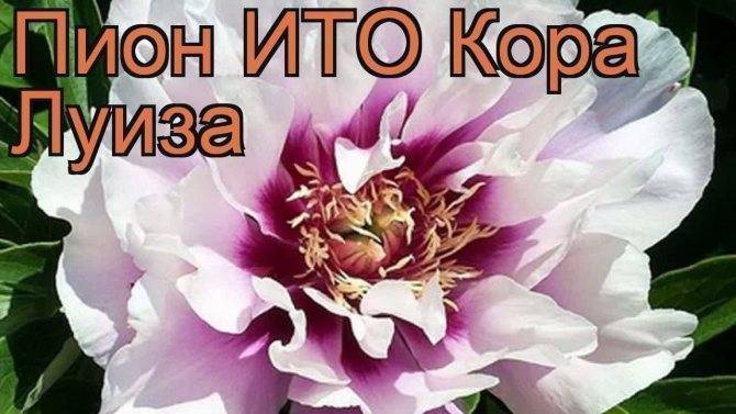 Пион осень cora louise