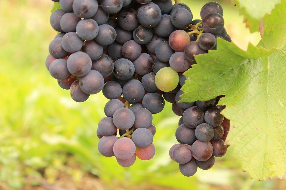 Описание сорта винограда саперави | блог сомелье