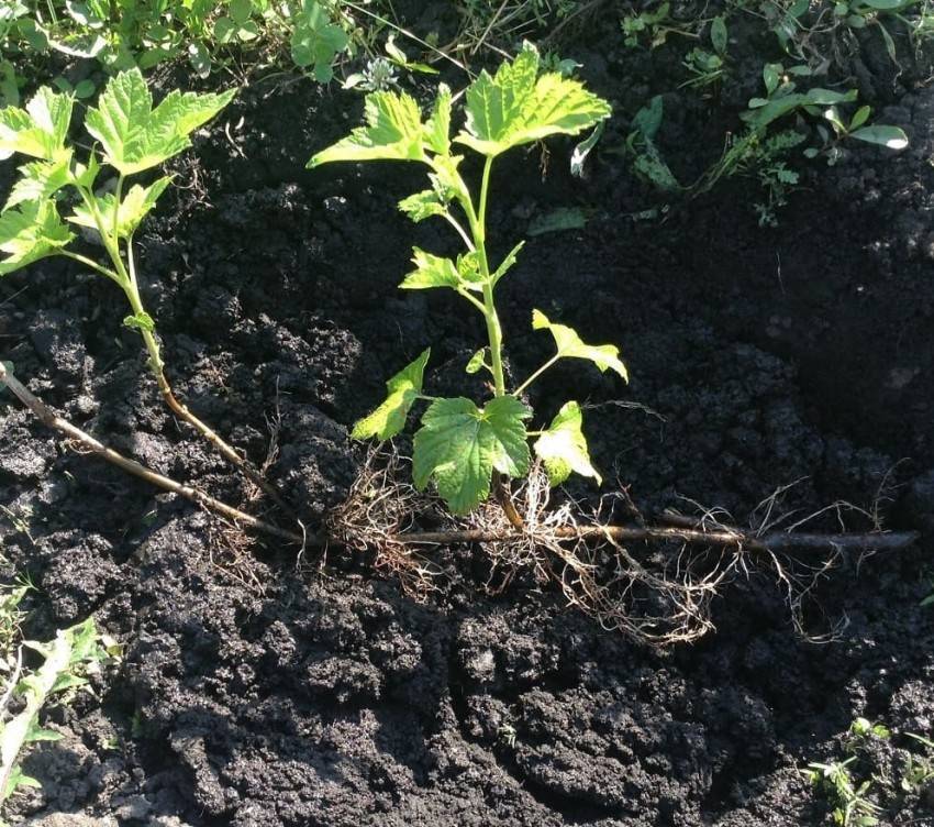 Пересадка смородины на новое место осенью: сроки, особенности, рекомендации