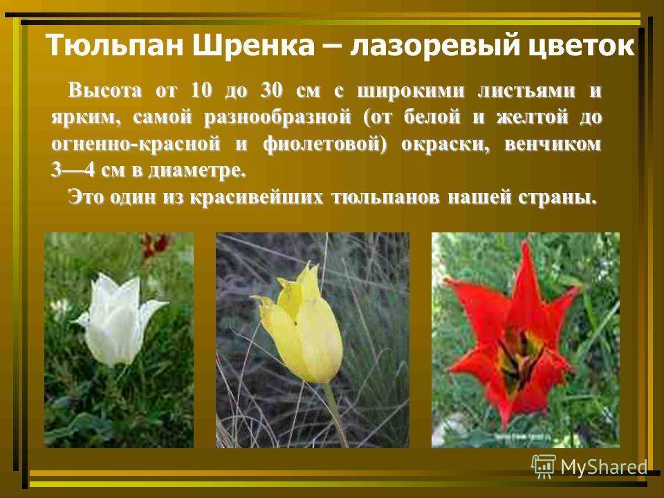 Тюльпан шренка — особенности и возможности выращивания