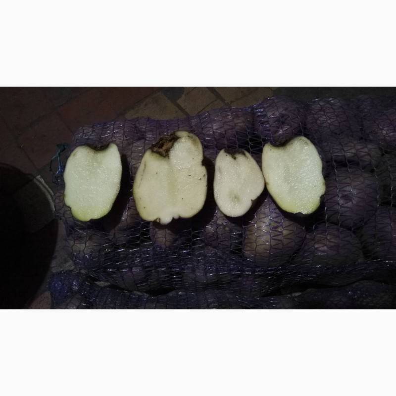Картофель иван да марья: описание и характеристика сорта, правила посадки, фото