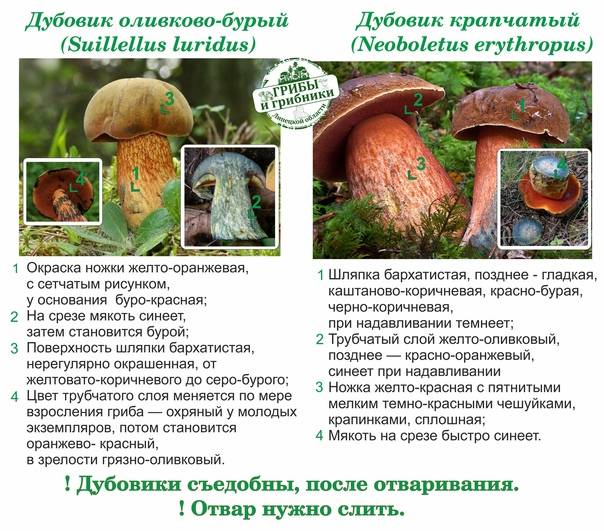 Съедобные грибы белгородской области: какие грибы можно собирать