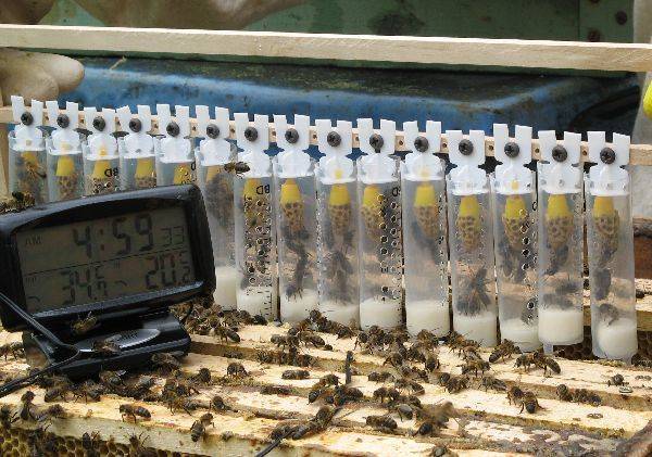 Как вывести матку пчёл с нуля и простейшими способами, календарь вывода свищевых и других маток – med-pochtoi.ru