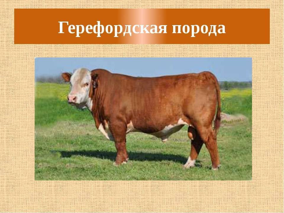 Герефордская порода коров: особенности содержания, питания и разведения. мясная герефордская порода коров: характеристика