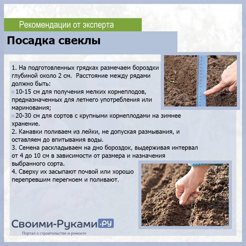 Посадка моркови весной – как правильно посеять семена?