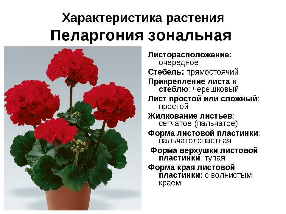 Почему герань отказывается цвести