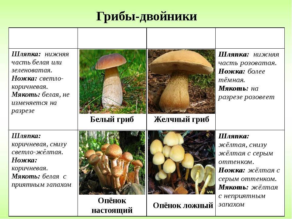 Ядовитые грибы - фото, классы, виды