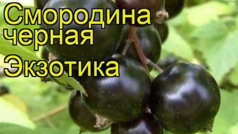 Смородина экзотика описание сорта фото отзывы