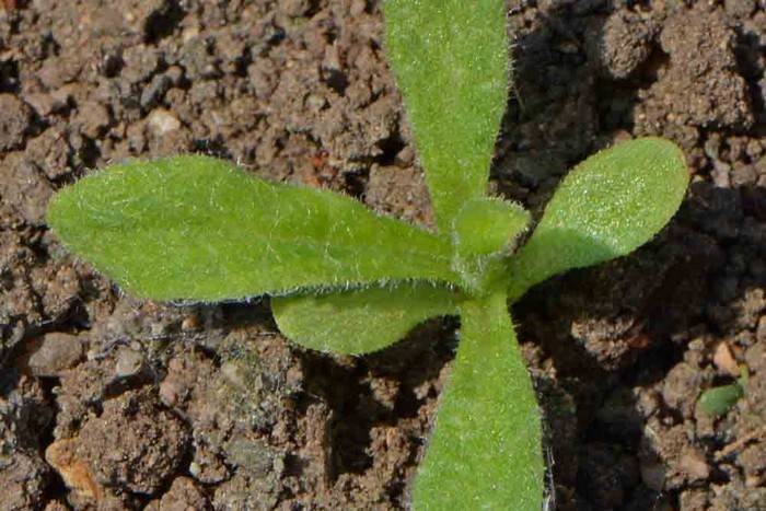 Гелихризум: выращивание, описание и уход за растением