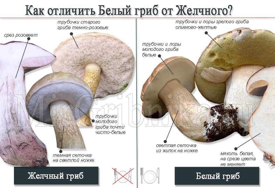 Желчный гриб - 69 фото очень горького несъедобного трубчатого гриба