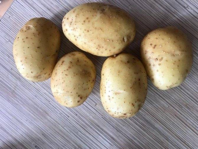Лучшие сорта картофеля самые вкусные и урожайные: описание, характеристика, фото