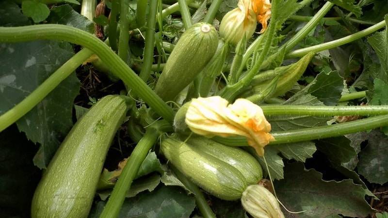 Кабачки кустовые: сорта для открытого грунта