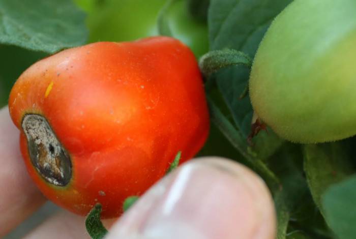 Спасаем помидоры от почернения – быстро и просто
