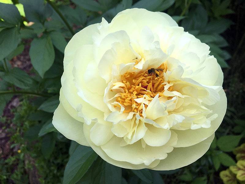 Пион лемон шиффон (paeonia lemon chiffon)