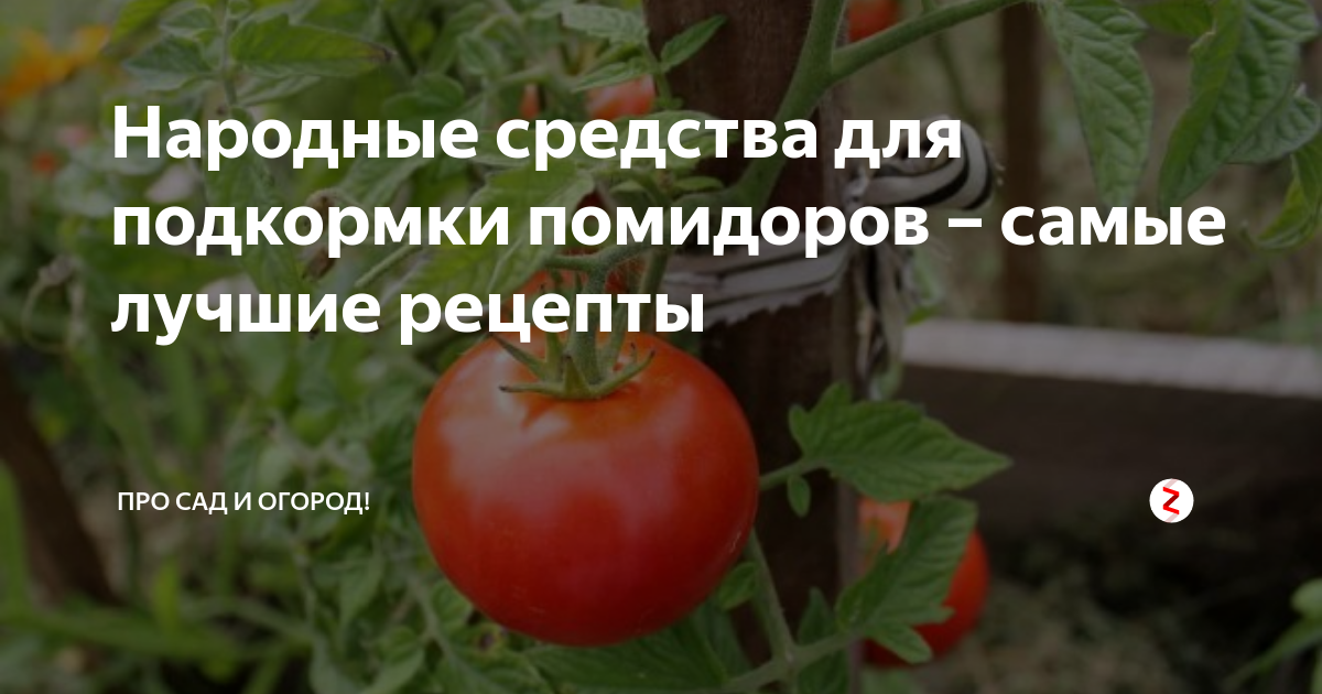 Чем подкормить рассаду помидор чтобы были толстенькие, после пикировки, в домашних условиях