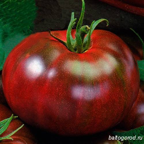 Томат черный принц: описание, отзывы, фото, урожайность | tomatland.ru