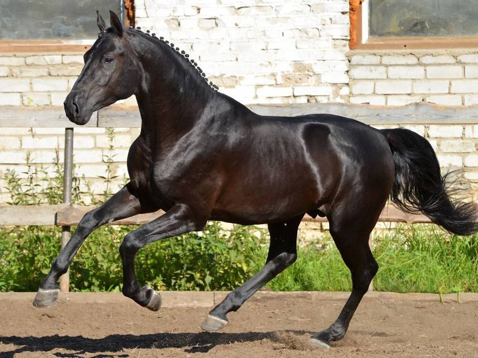 Русские породы лошадей: от  верховой породы до орловского рысака
