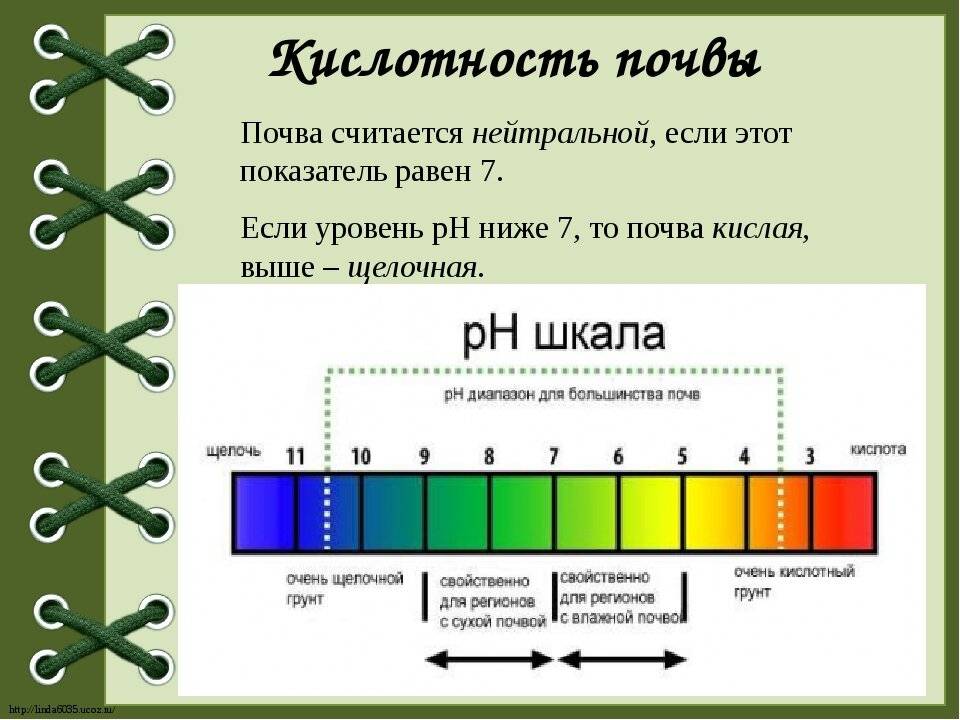 Кислая почва на участке: как решить проблему и какие растения любят кислый грунт?