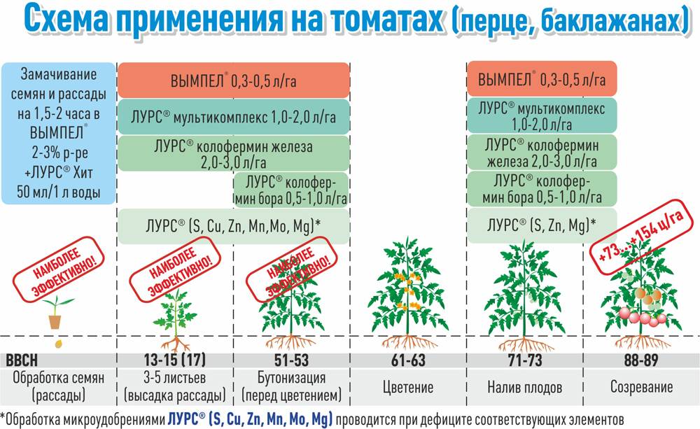 Народные рецепты подкормки и обработки помидор