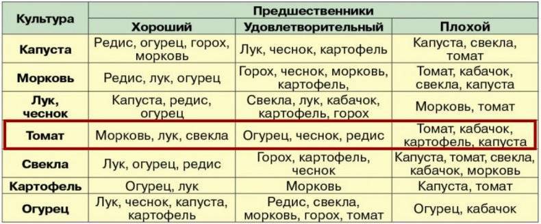 Разбираемся в севообороте: можно ли сажать морковь после моркови или другой культуры? что сеять до этого овоща?