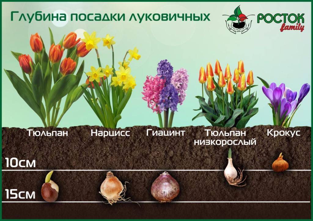 Посадка и уход за гиацинтами после цветения в открытом грунте, видео