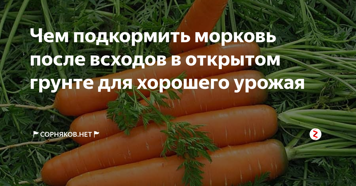 Подкормка моркови в открытом грунте народными средствами и минеральными удобрениями