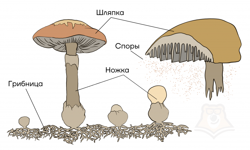 У грибов есть размножение. Грибница гриба. Строение грибницы. Размножение грибов схема. Грибница мицелий.