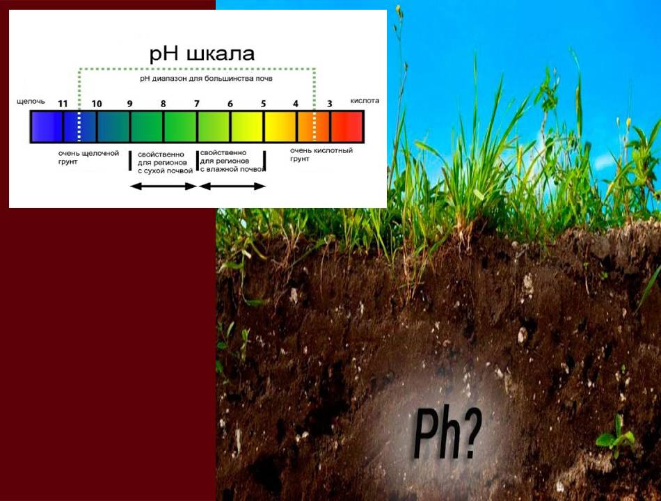 Как узнать какая почва в огороде кислая или щелочная по сорнякам фото