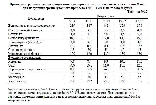 Бизнес бычки на откорм с расчетами план