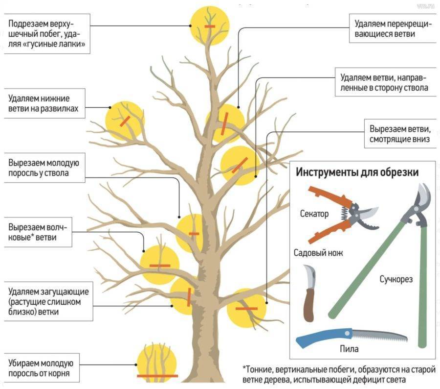 Когда обрезают яблони осенью - схема обрезки веток для начинающих в картинках