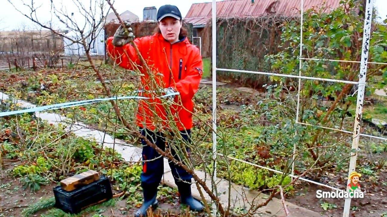 Как обрезать розы до и после цветения: схемы и рекомендации