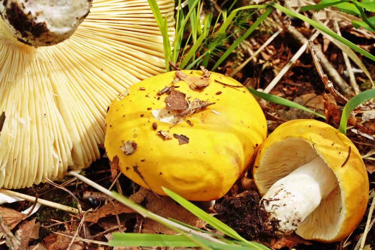 Желчный гриб: описание, свойства, отличие от белого гриба