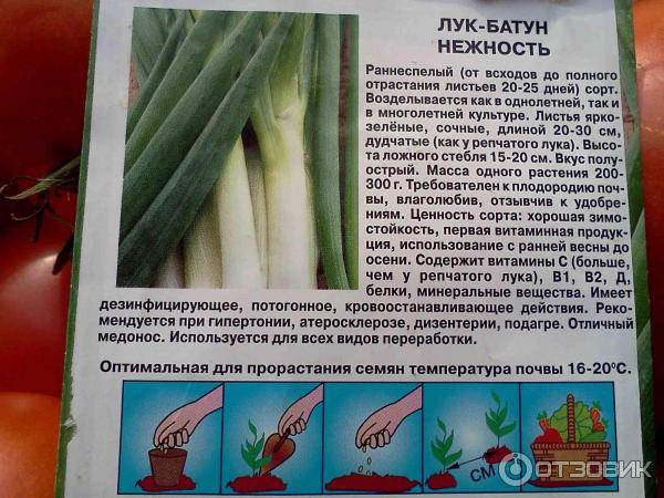 Выращивание лука-батуна | cельхозпортал
