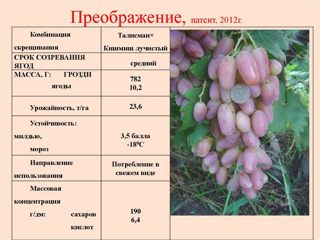 Морозостойкие сорта винограда для подмосковья и средней полосы россии