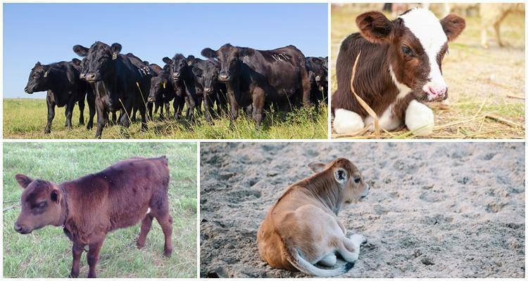 Вздутие живота у быка — как помочь животному?