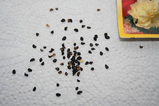 Как собирать семена петунии и выращивать из них цветы? :: syl.ru