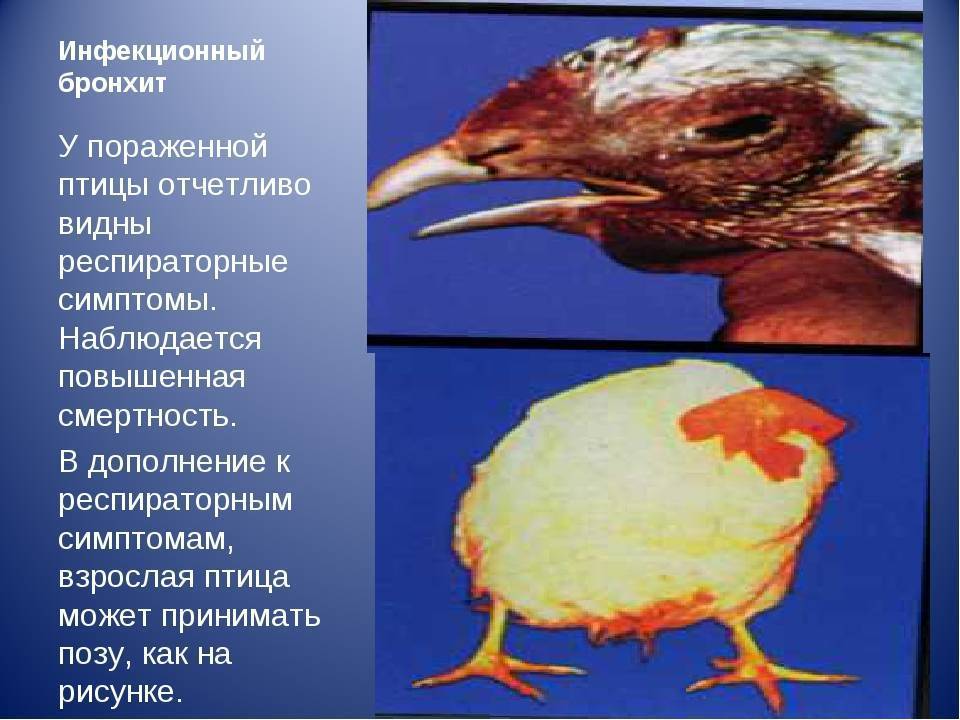 Болезнь марека у кур: симптомы и лечение