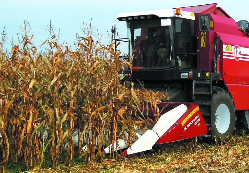 Как происходит уборка кукурузы на зерно: сроки и этапы процесса, дальнейшая переработка и хранение урожая